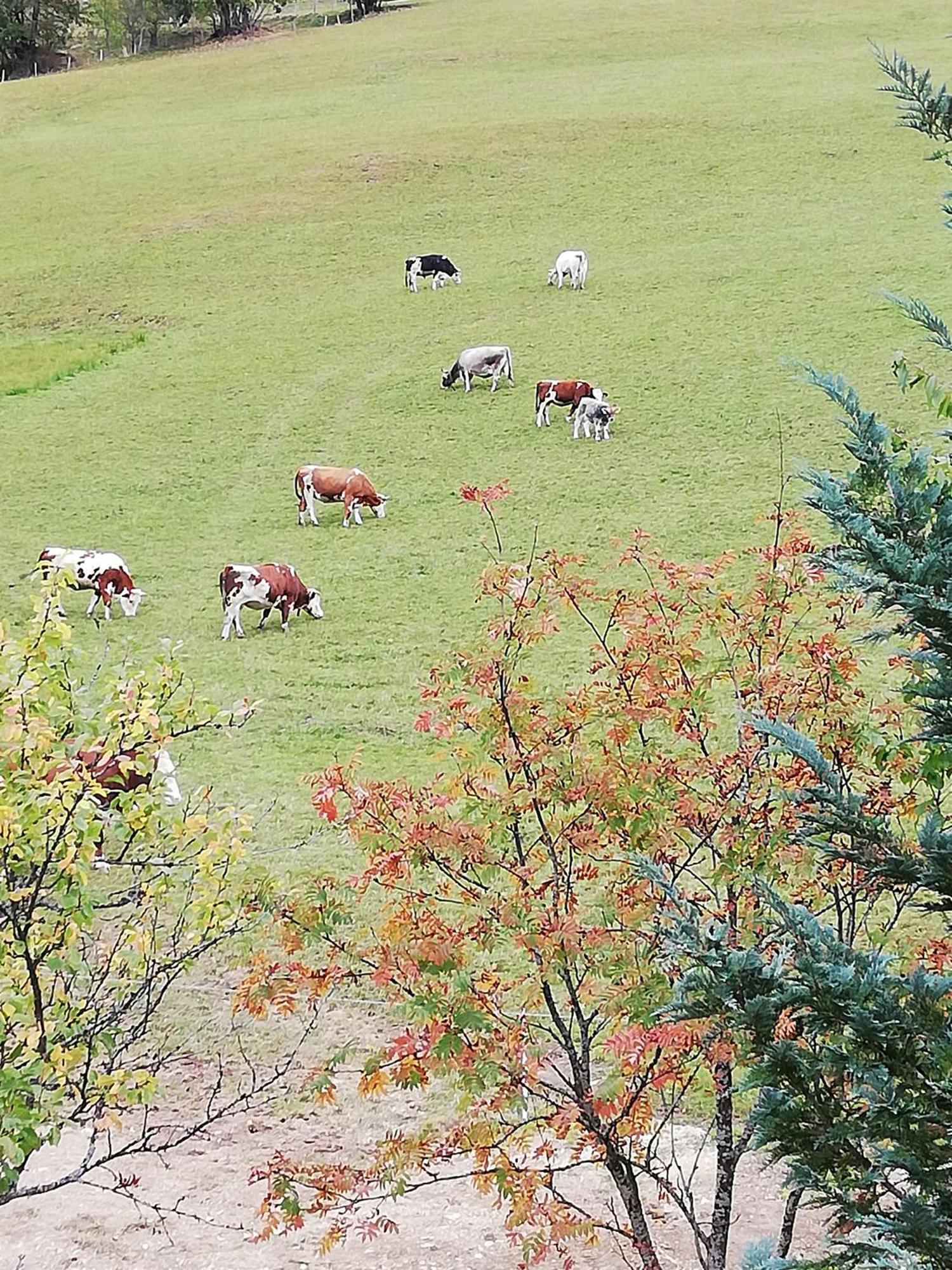 Willa Bauernhof Bachgut Mühlbach am Hochkönig Zewnętrze zdjęcie